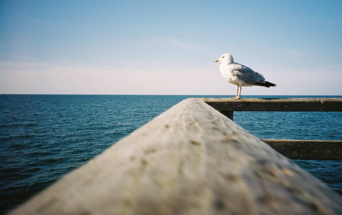 Kodak Portra 400 135-36 EXP - 1 Roll